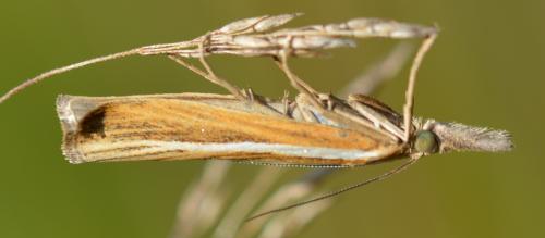 Réf. 337 026 : Agriphila tristella